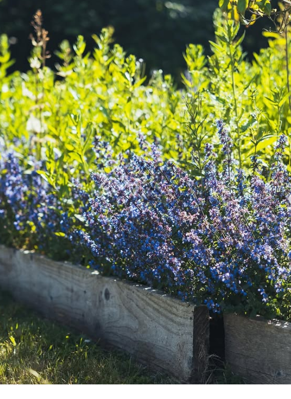 Secret Garden Gin - Ein Kleinod der Gin Produktion